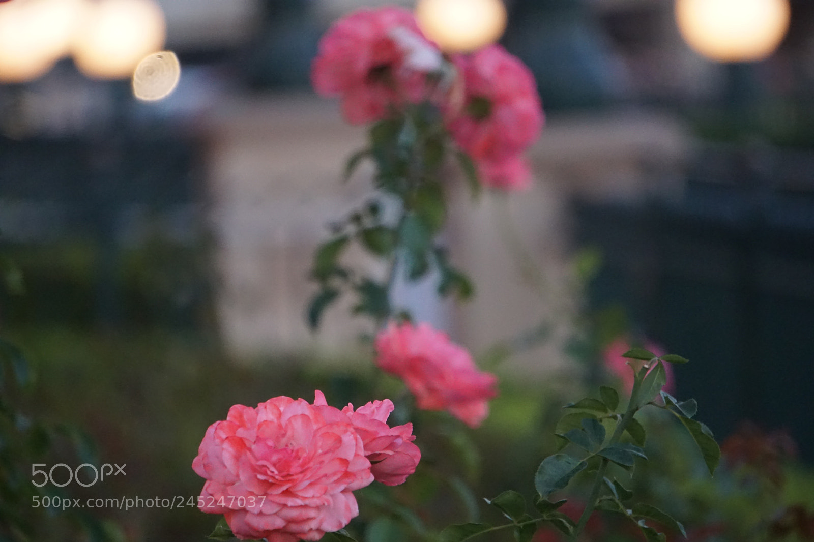 Sony E 55-210mm F4.5-6.3 OSS sample photo. Dsc photography