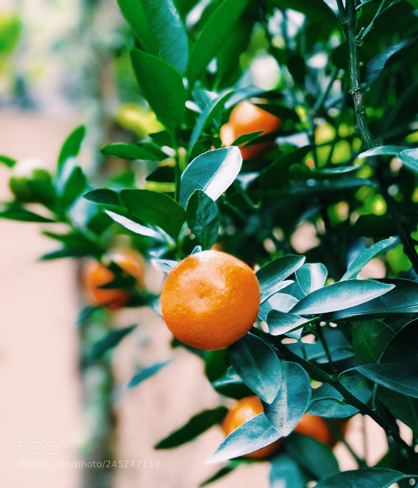 Apple iPhone 7 Plus sample photo. A kumquat tree photography