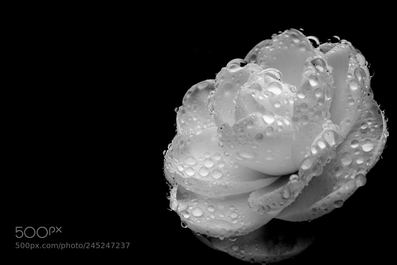 Nikon D500 sample photo. Tenderness－冬雨水滑洗凝脂 photography