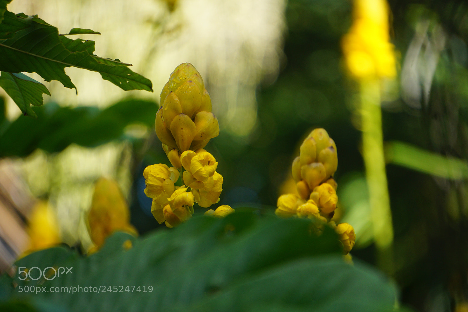 Sony E 55-210mm F4.5-6.3 OSS sample photo. Dsc photography