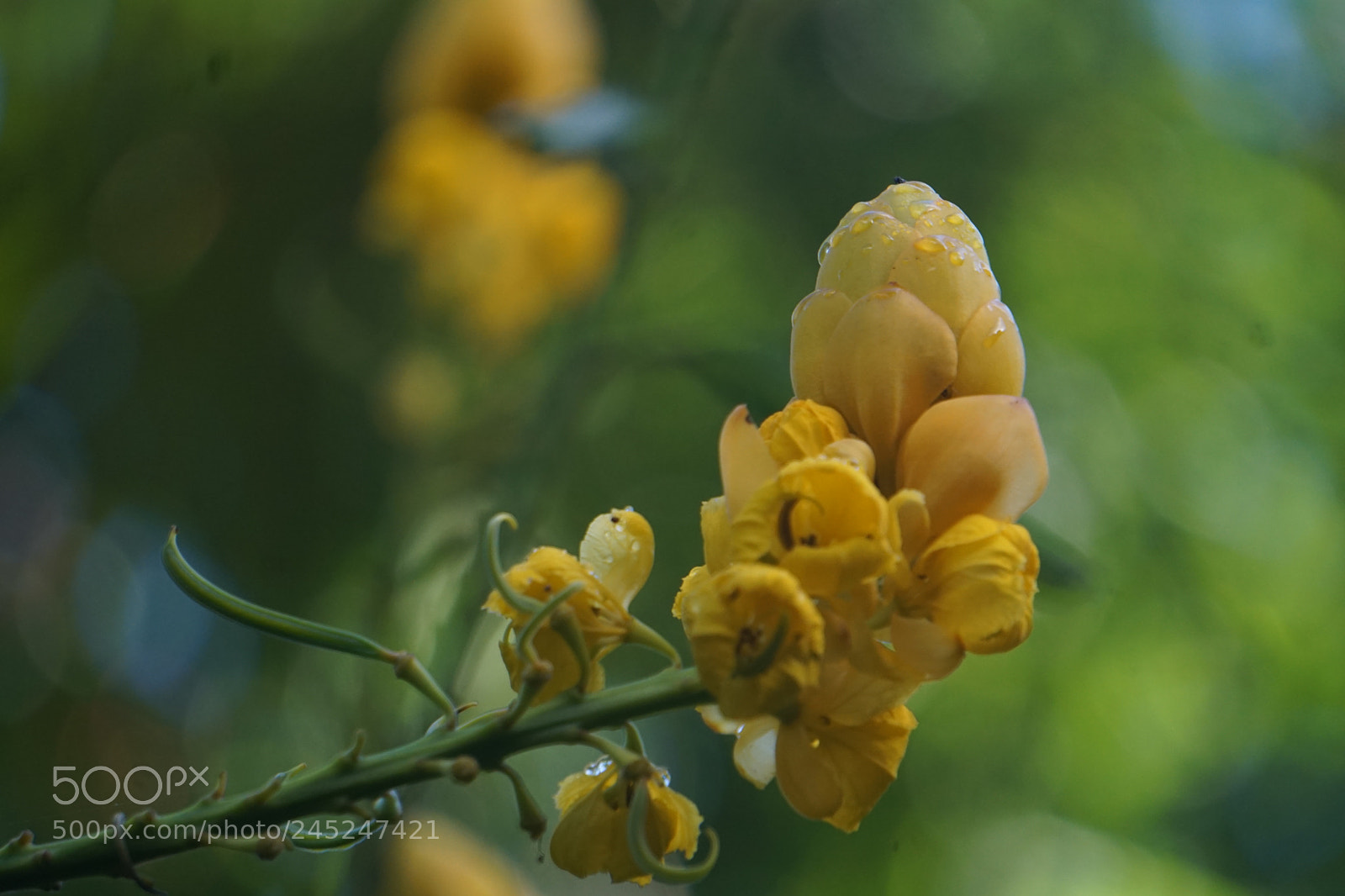 Sony E 55-210mm F4.5-6.3 OSS sample photo. Dsc photography
