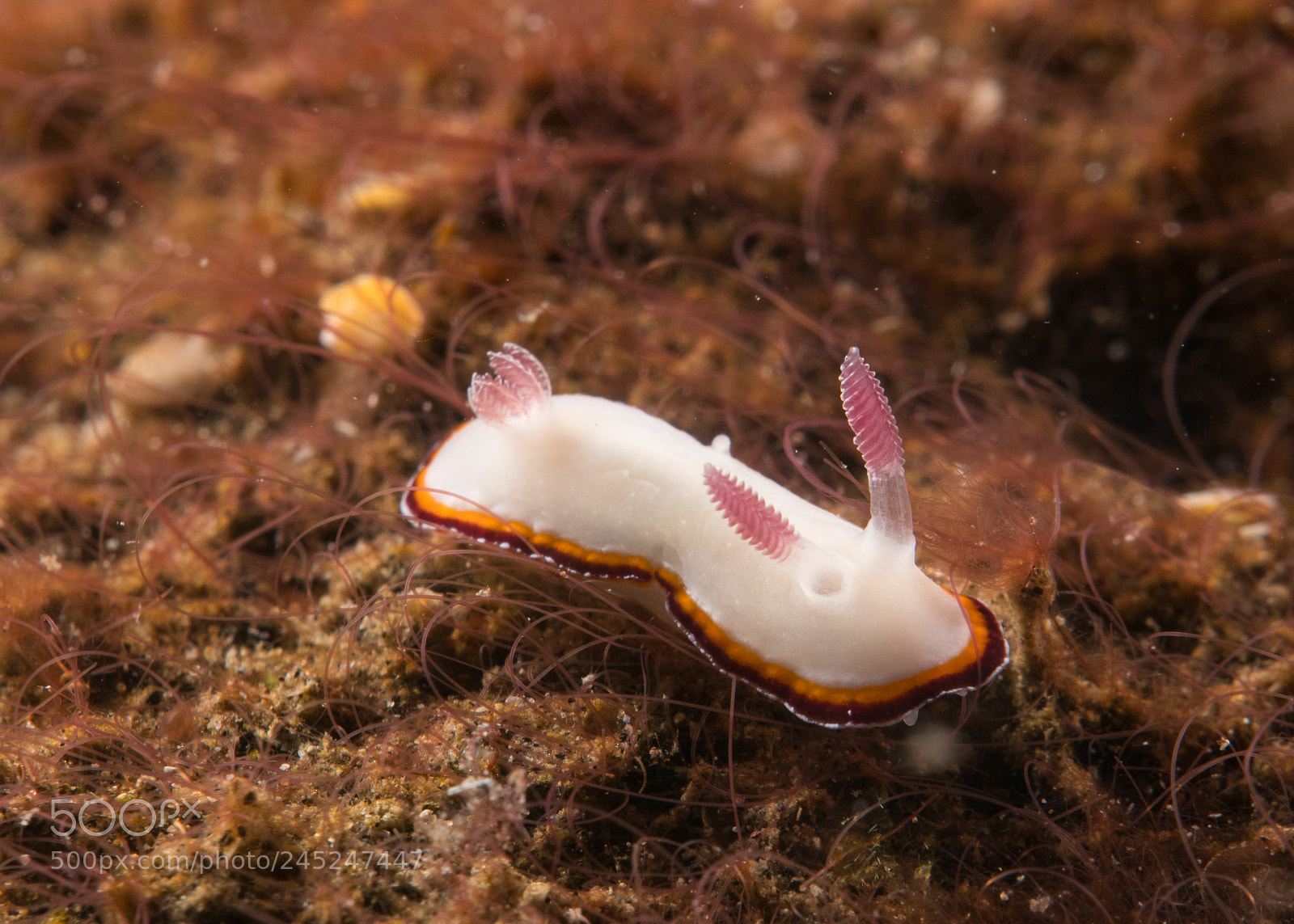 Panasonic Lumix DMC-LX10 (Lumix DMC-LX15) sample photo. Lembeh photography
