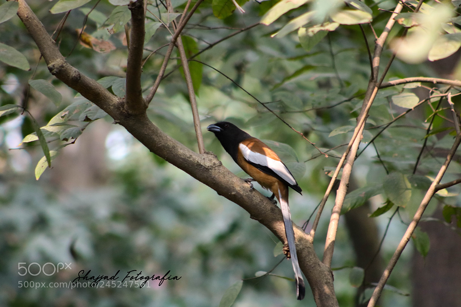 Canon EOS 750D (EOS Rebel T6i / EOS Kiss X8i) sample photo. Bird.jpg photography