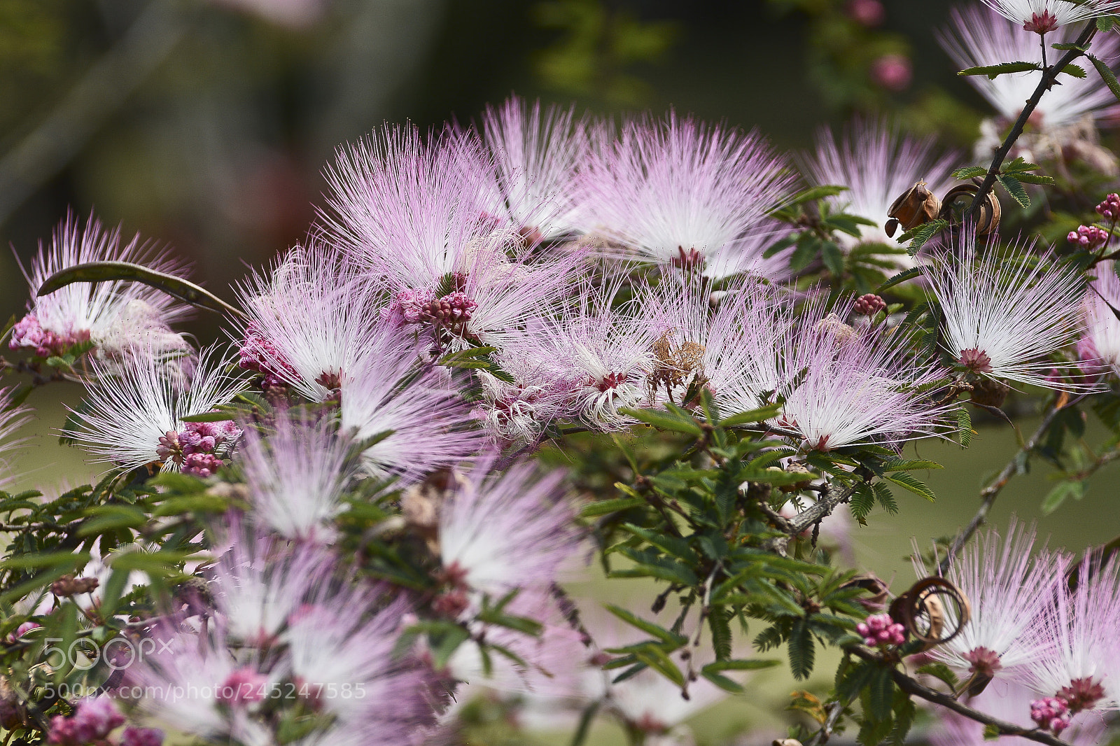 Nikon D7100 sample photo. Radiante beleza. photography