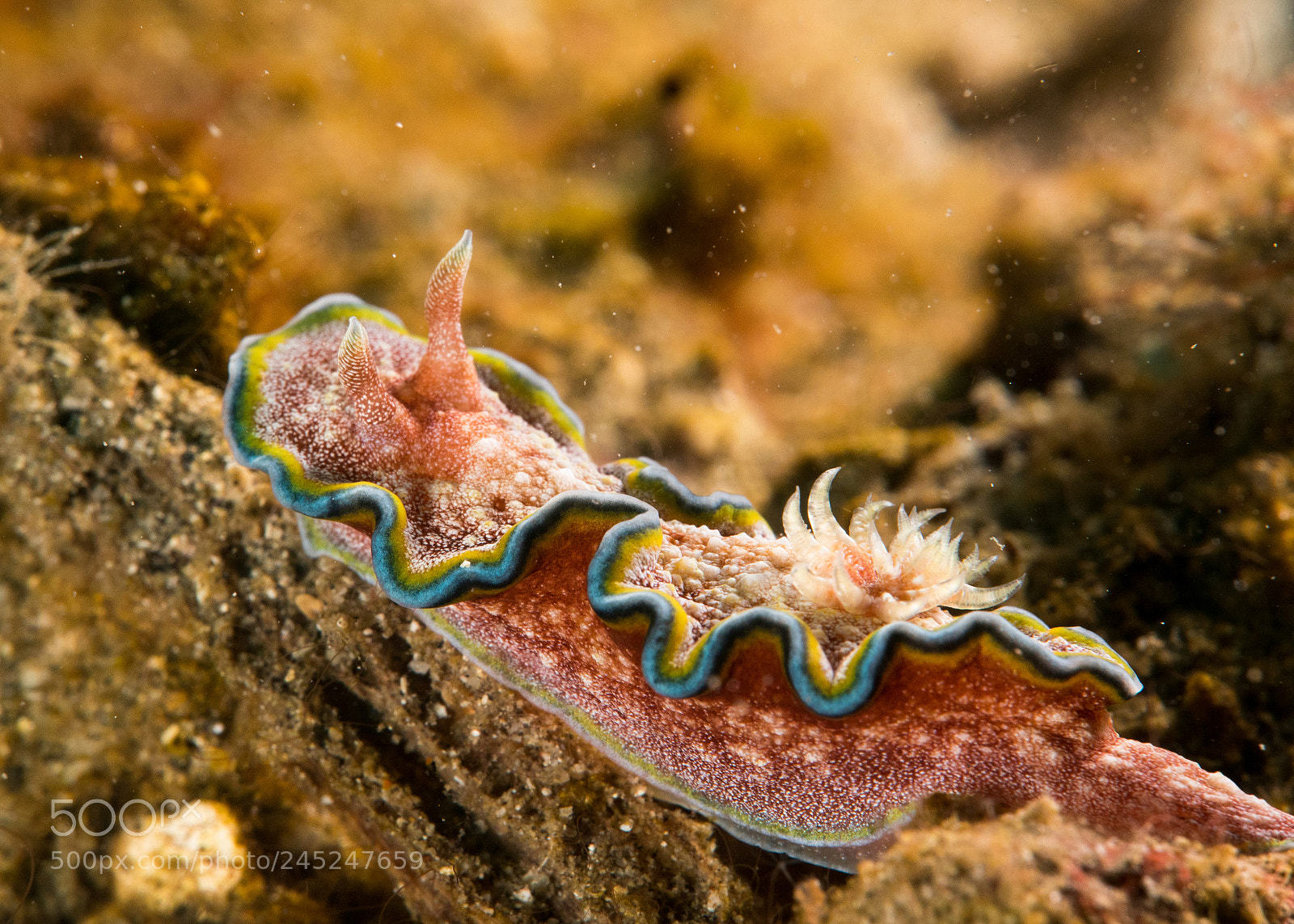 Panasonic Lumix DMC-LX10 (Lumix DMC-LX15) sample photo. Lembeh photography