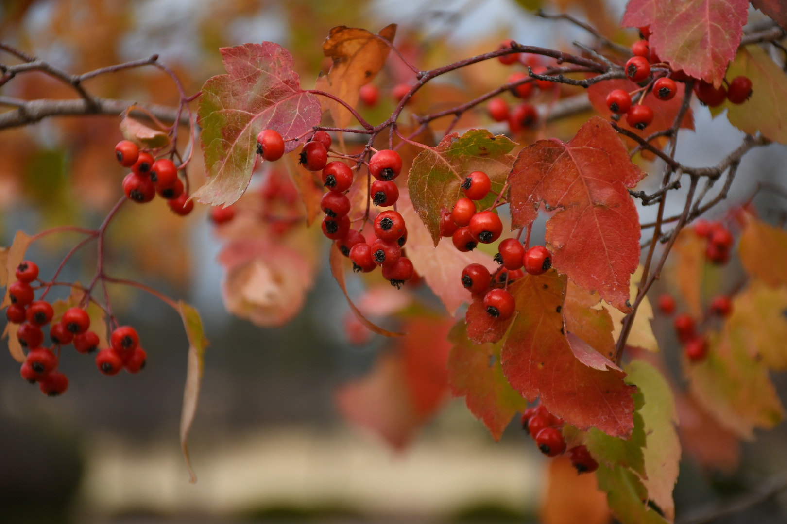 Nikon D7500 sample photo