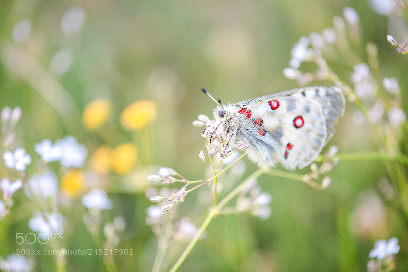 Nikon D800E sample photo. Dear apollo parnassius photography