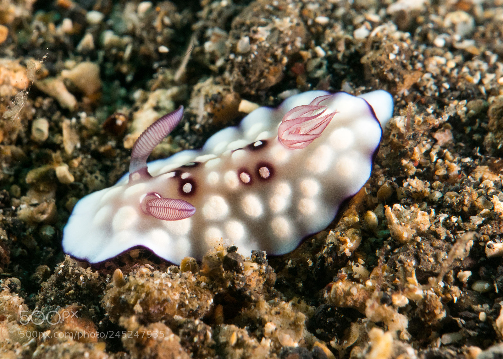 Panasonic Lumix DMC-LX10 (Lumix DMC-LX15) sample photo. Lembeh photography