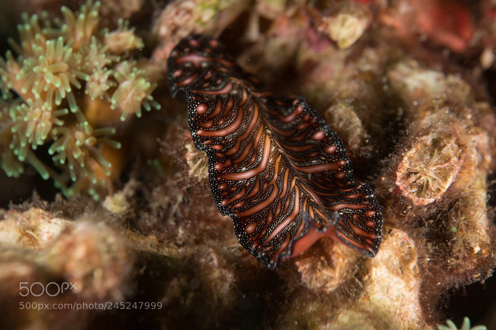 Panasonic Lumix DMC-LX10 (Lumix DMC-LX15) sample photo. Lembeh photography