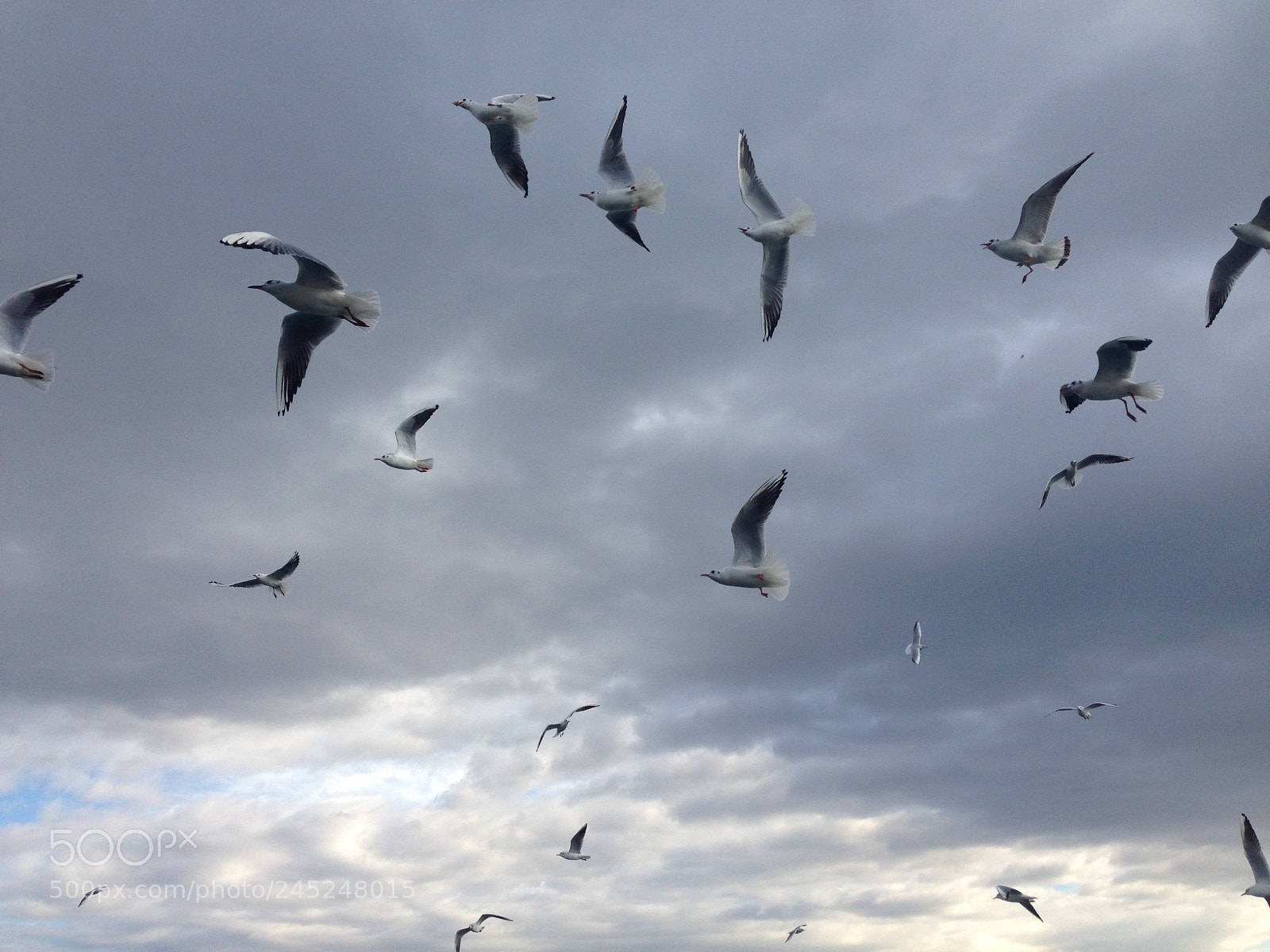 Apple iPhone 5 sample photo. Seagulls photography