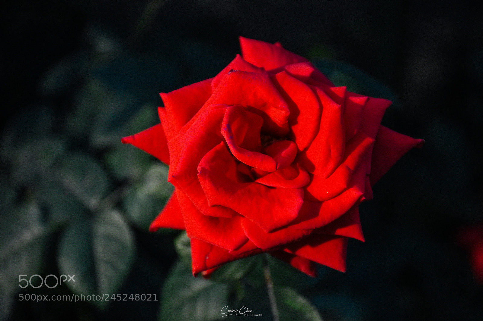 Nikon D7200 sample photo. Roses at gardens by photography