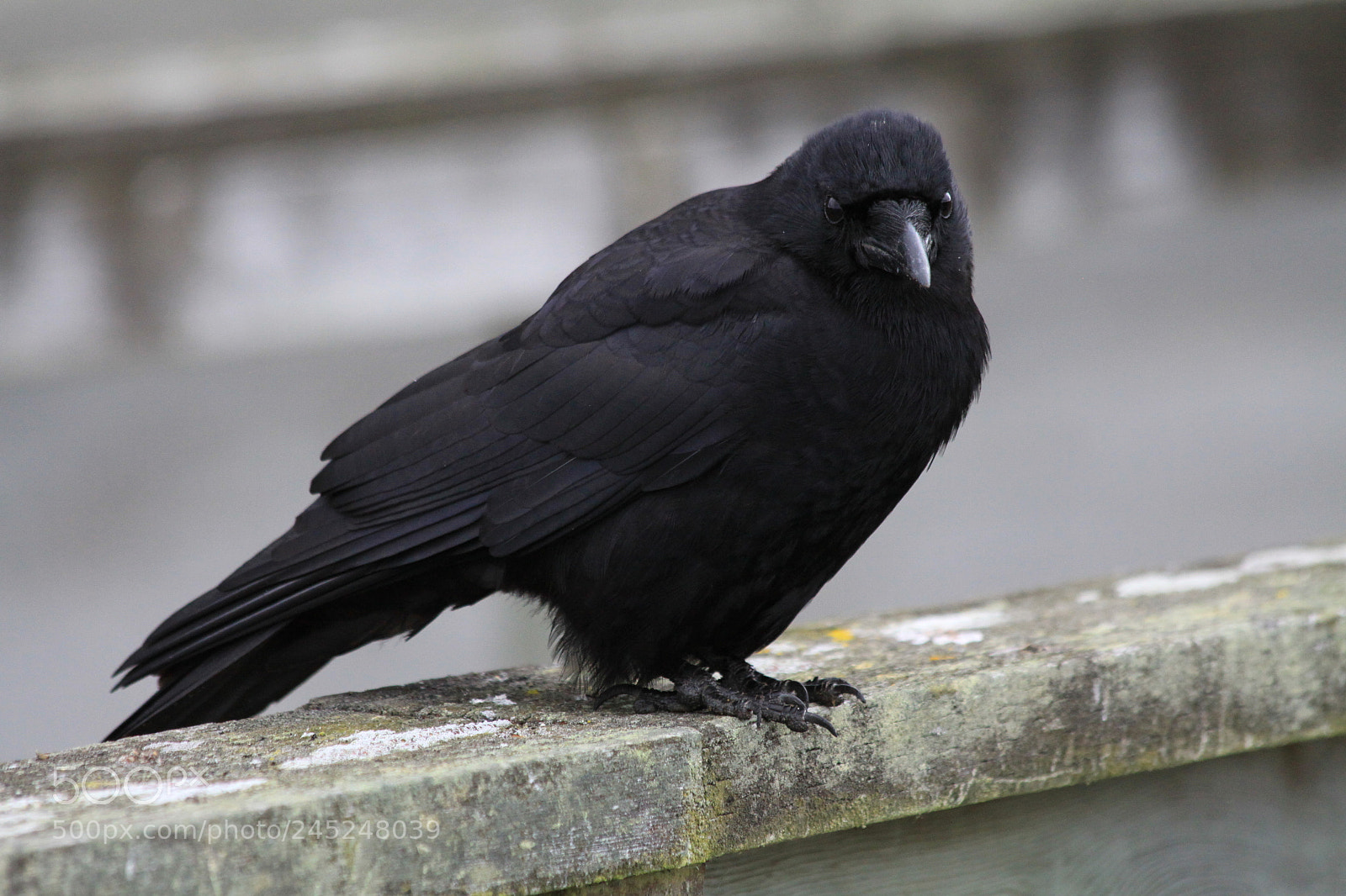 Canon EF 70-300mm F4-5.6 IS USM sample photo. Raven photography