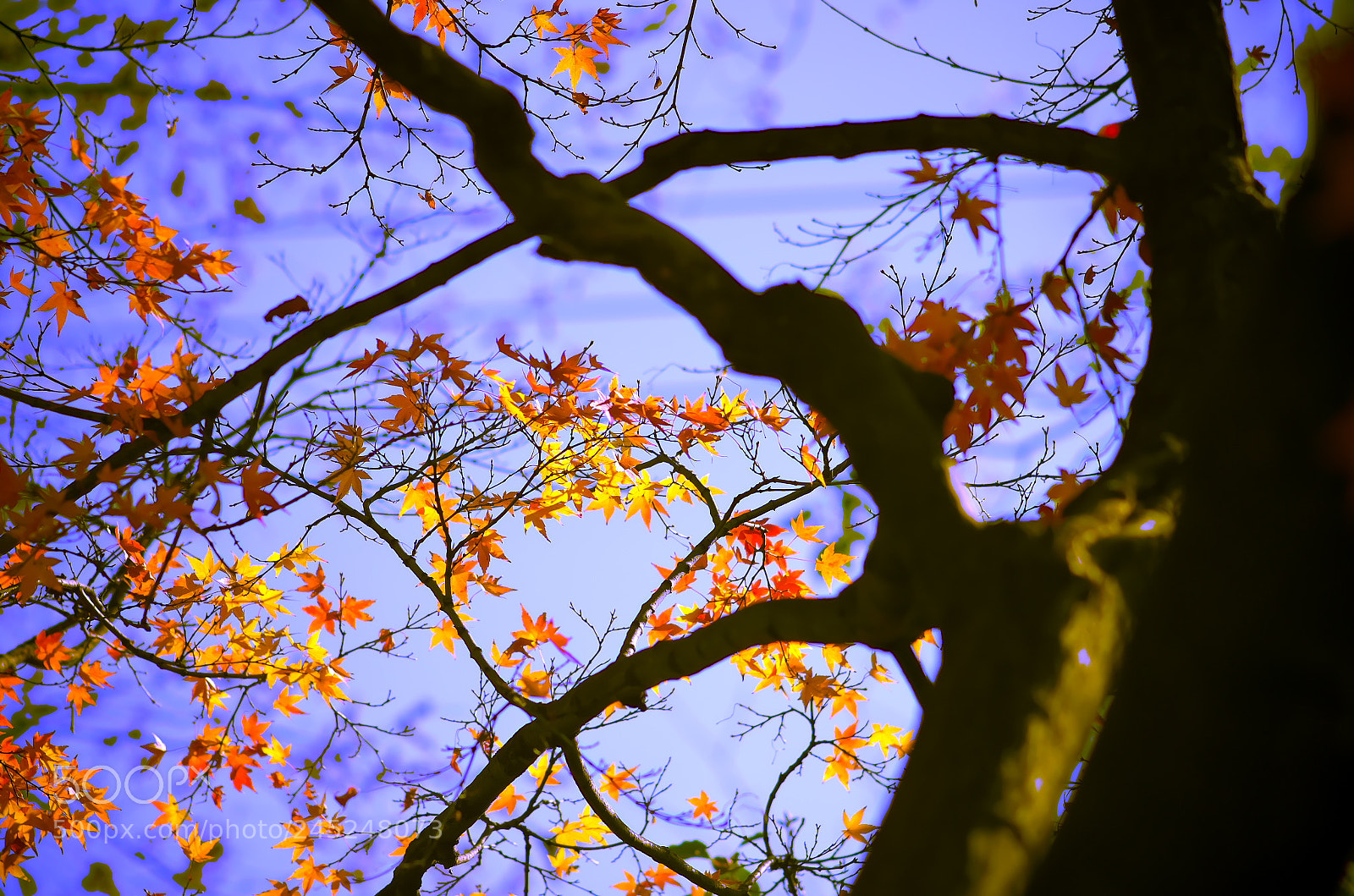 Pentax K-5 IIs sample photo. 2017 autumn leaves photography