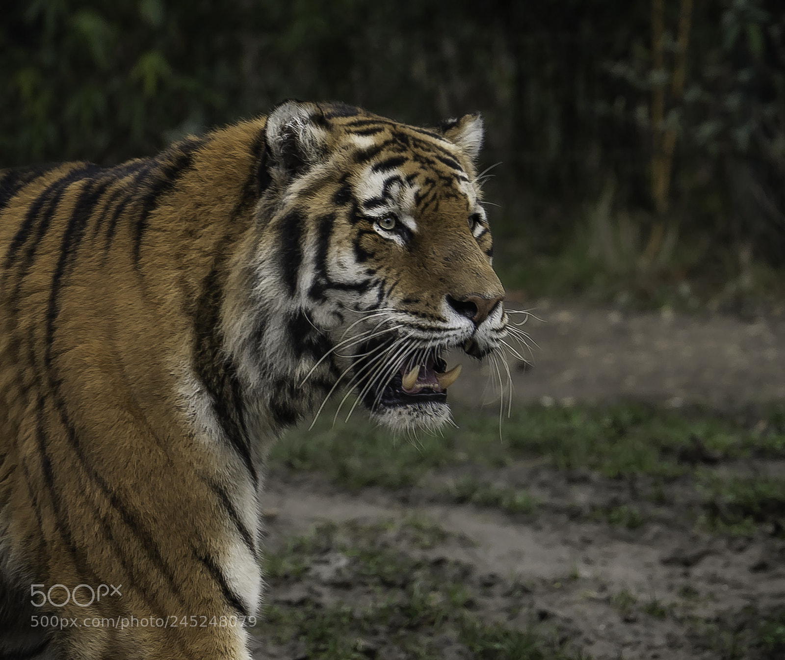 Nikon D700 sample photo. "king of the djungle" photography