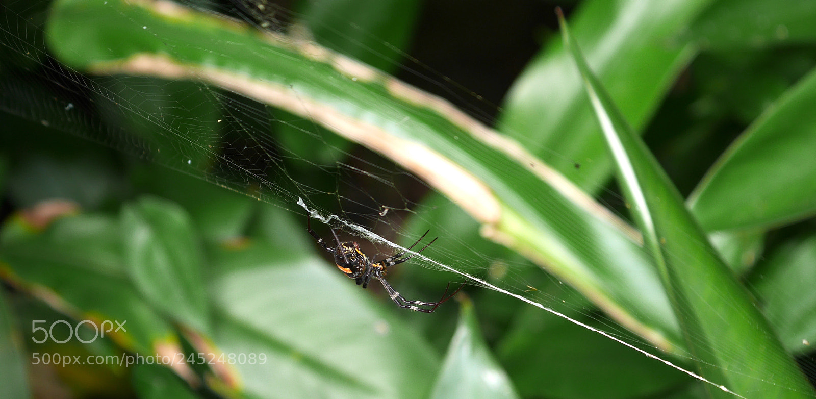 Panasonic Lumix DMC-GX7 sample photo. Goodspider photography