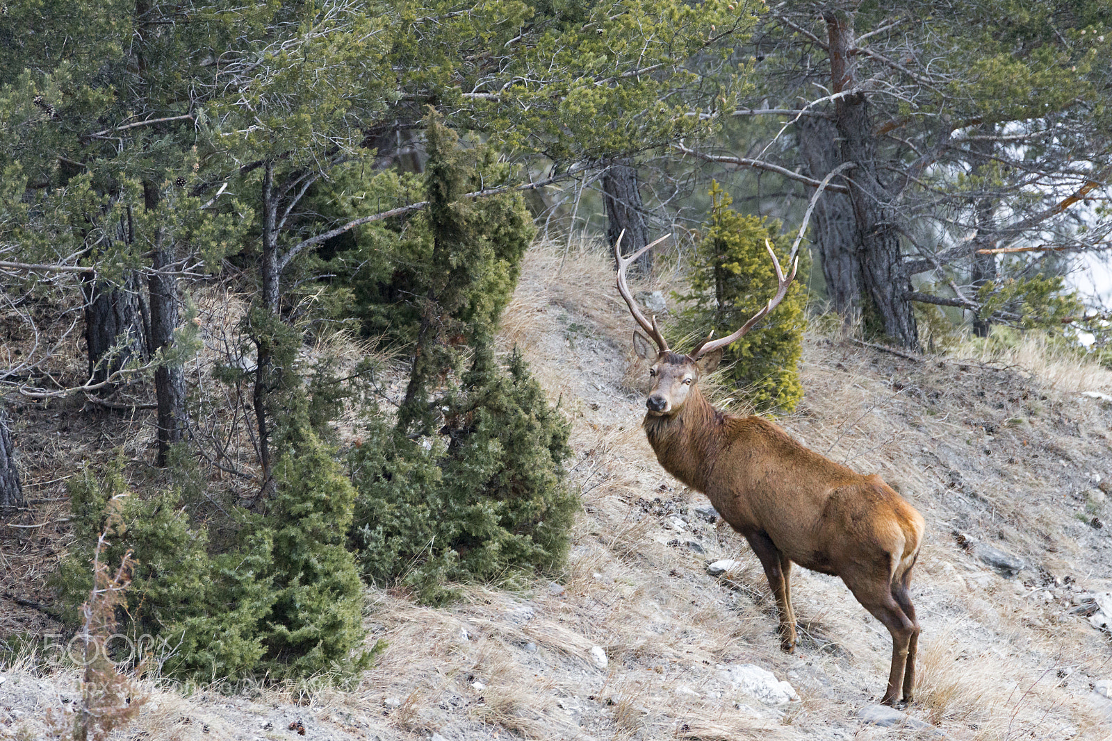 Nikon D610 sample photo. Red deer photography