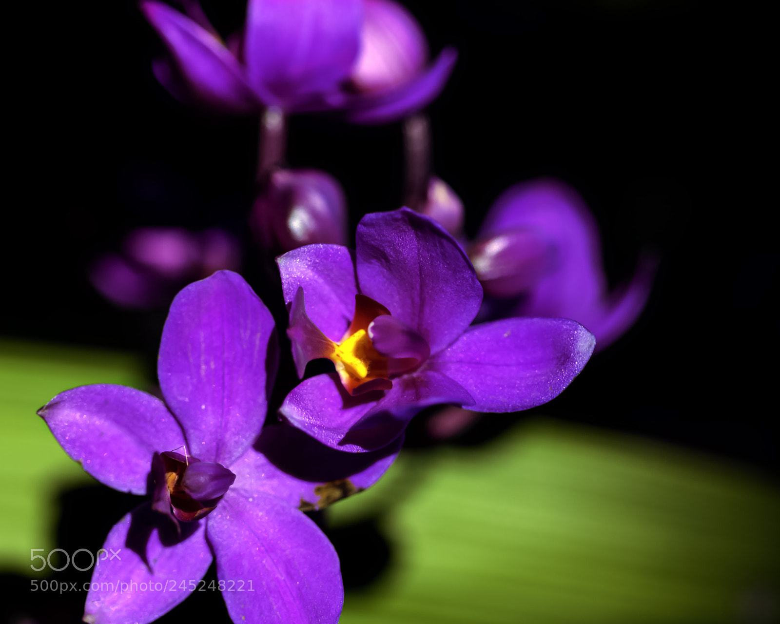 Canon EOS 400D (EOS Digital Rebel XTi / EOS Kiss Digital X) sample photo. Purple orchids photography