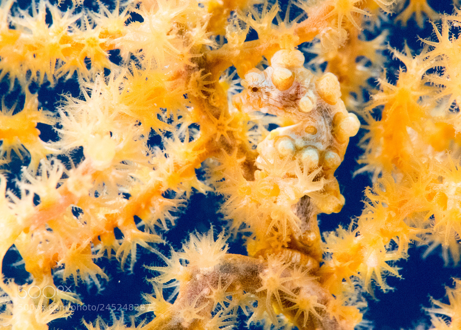 Panasonic Lumix DMC-LX10 (Lumix DMC-LX15) sample photo. Lembeh photography