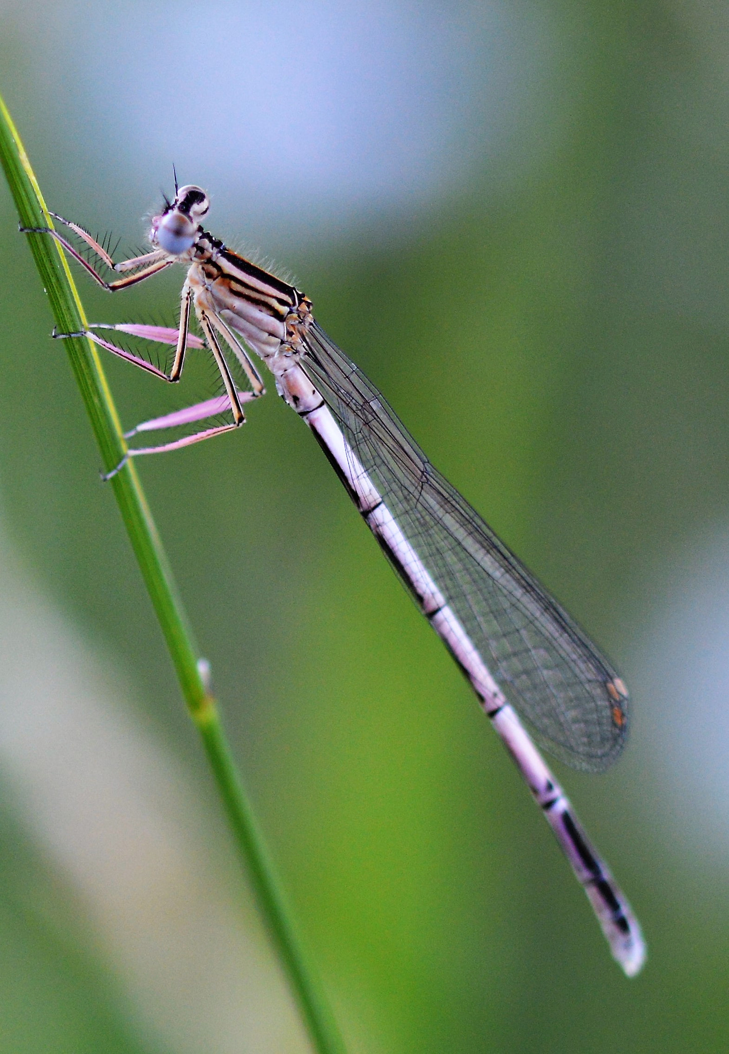 Sigma 105mm F2.8 EX DG OS HSM sample photo. Libelle photography