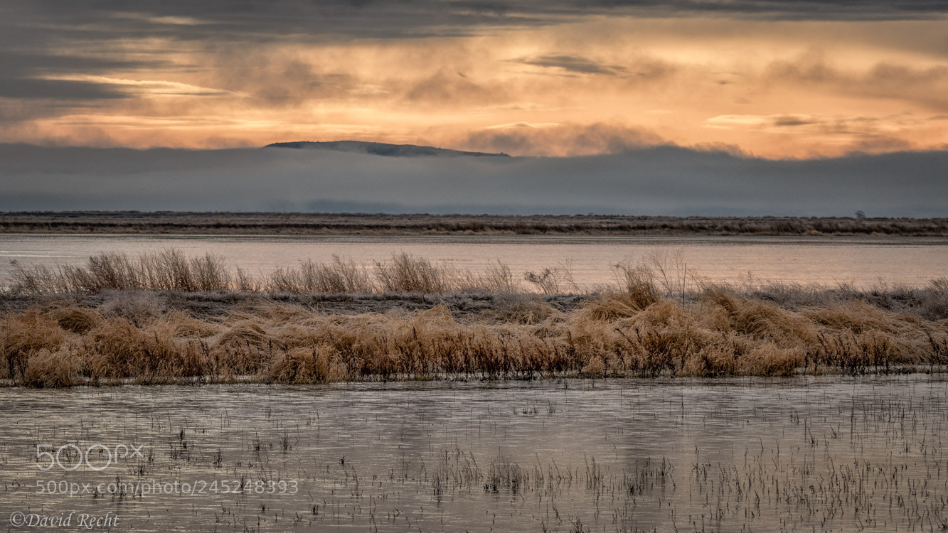 Canon EOS 7D Mark II sample photo. Frosty morning photography