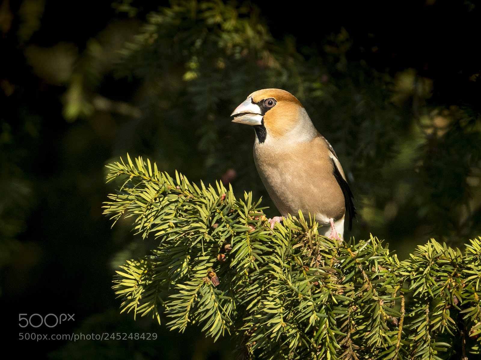 Nikon D500 sample photo. Hawfinch posing photography
