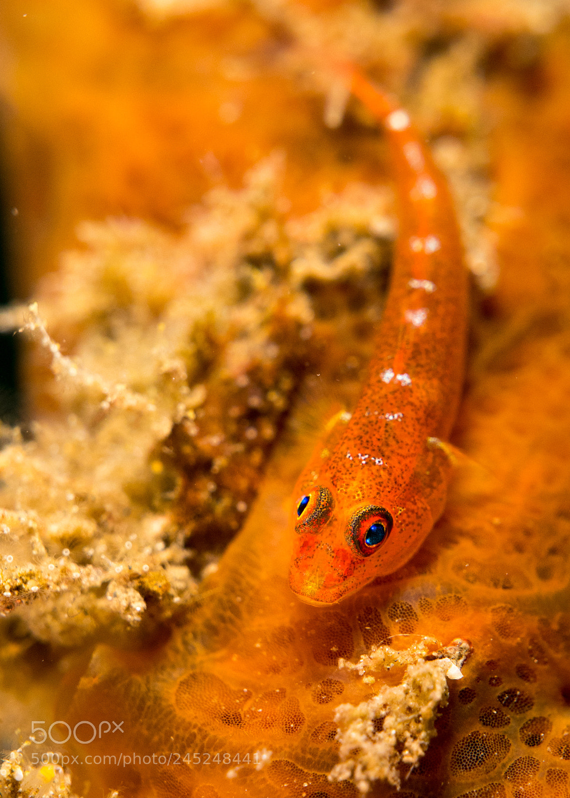 Panasonic Lumix DMC-LX10 (Lumix DMC-LX15) sample photo. Lembeh photography