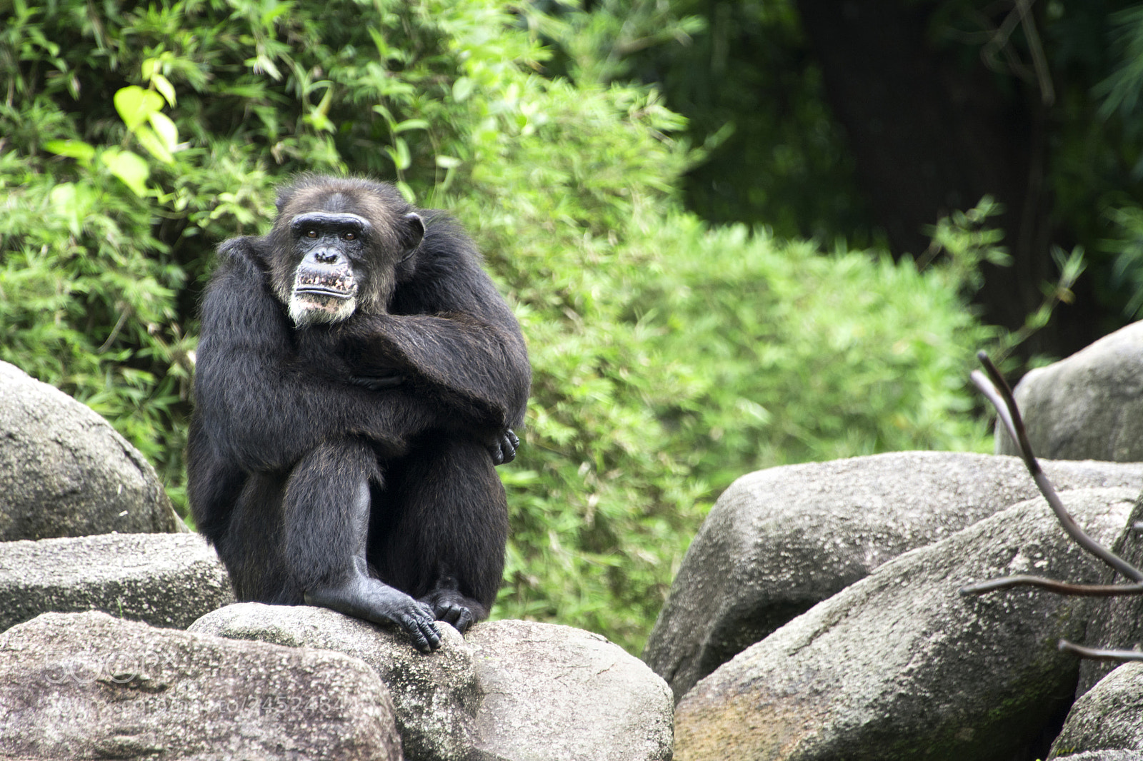 Nikon D5200 sample photo. Gorilla photography