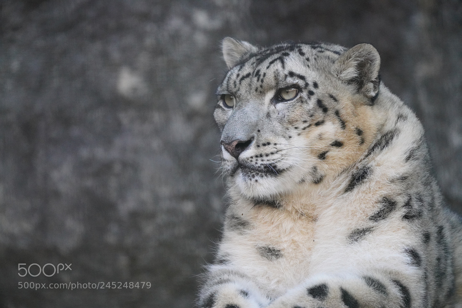 Sony a7R III sample photo. Leopard photography