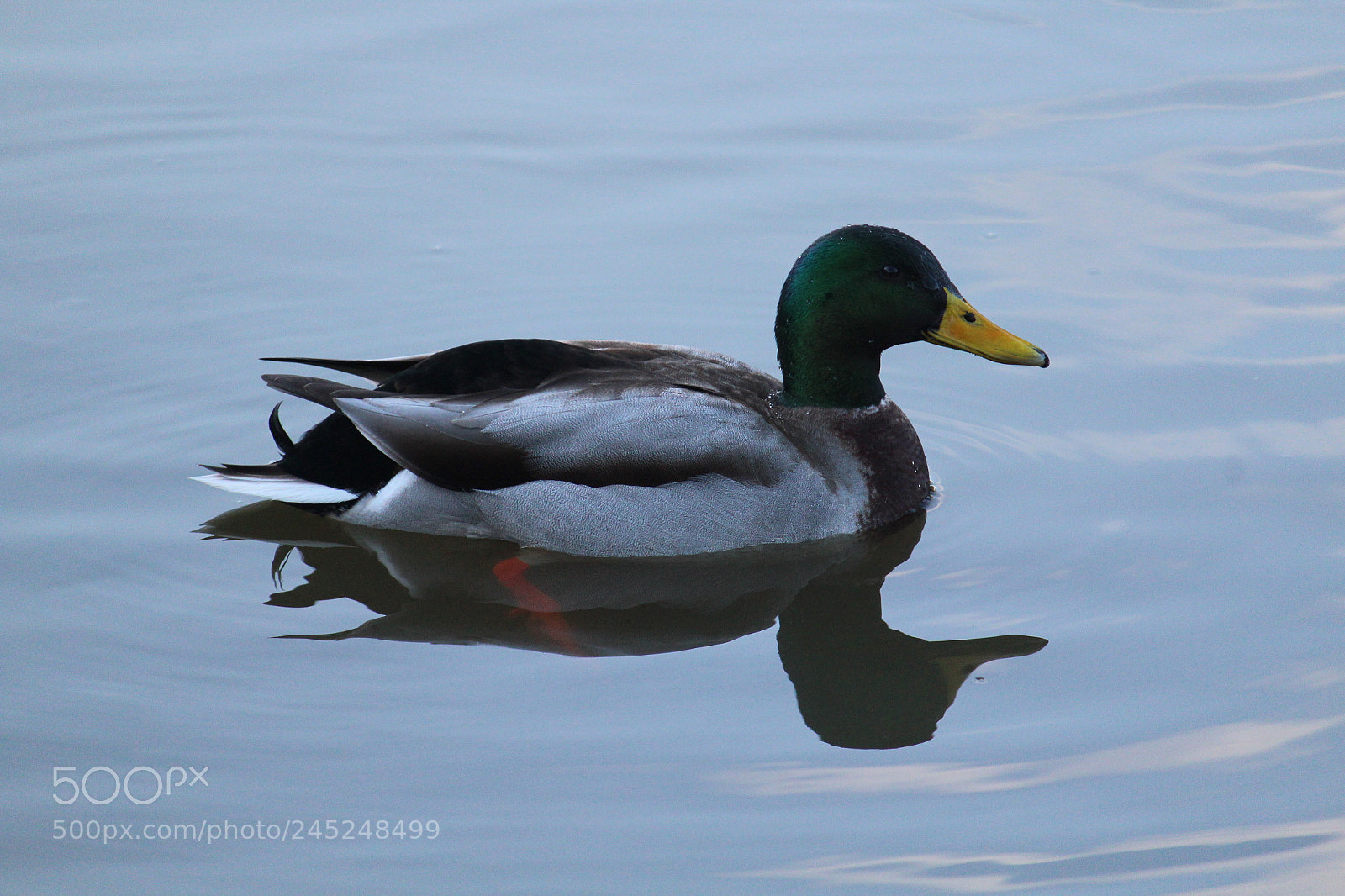 Canon EF-S 55-250mm F4-5.6 IS II sample photo. Company of reflection photography