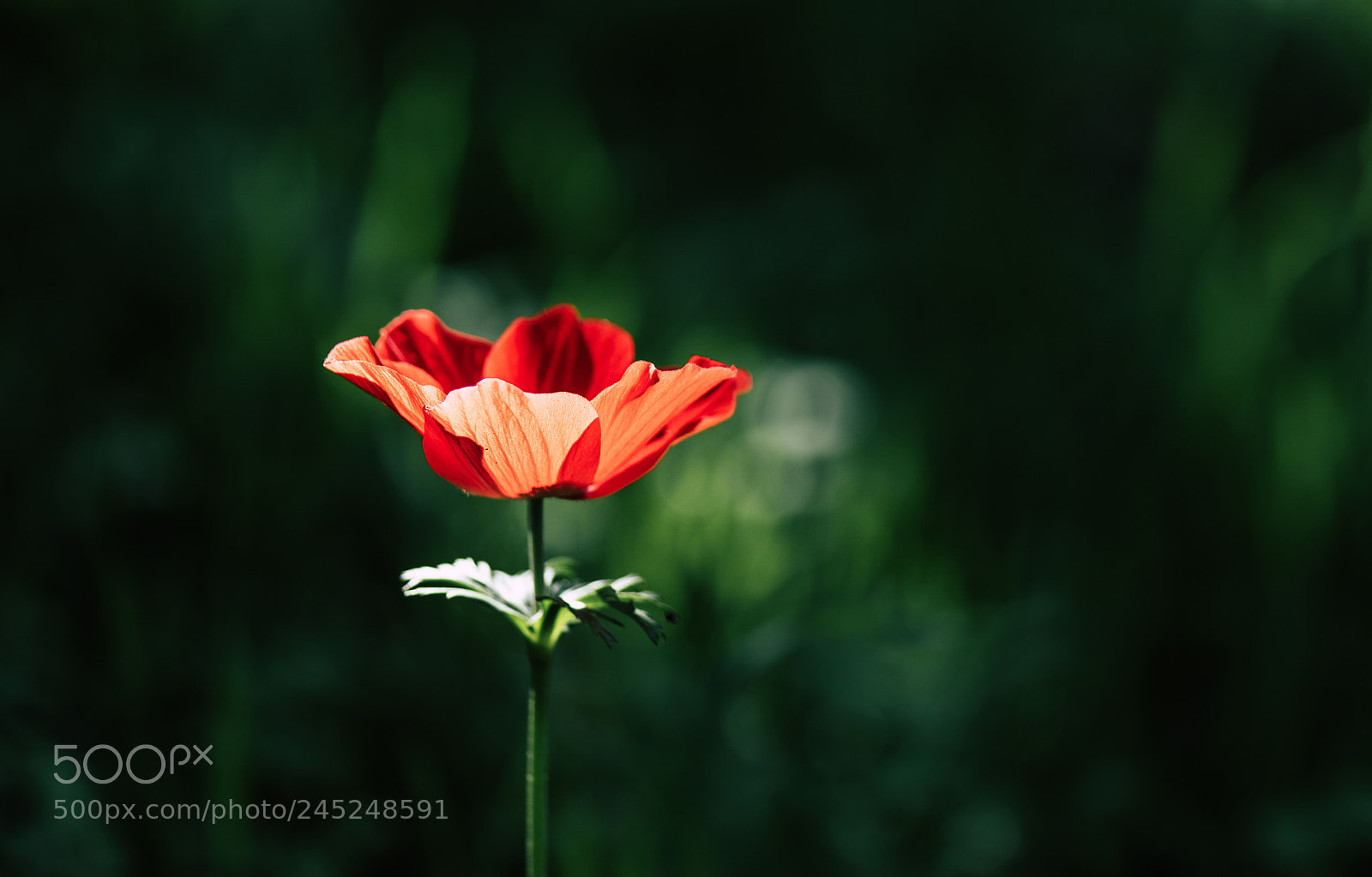 Nikon D810 sample photo. Day light photography