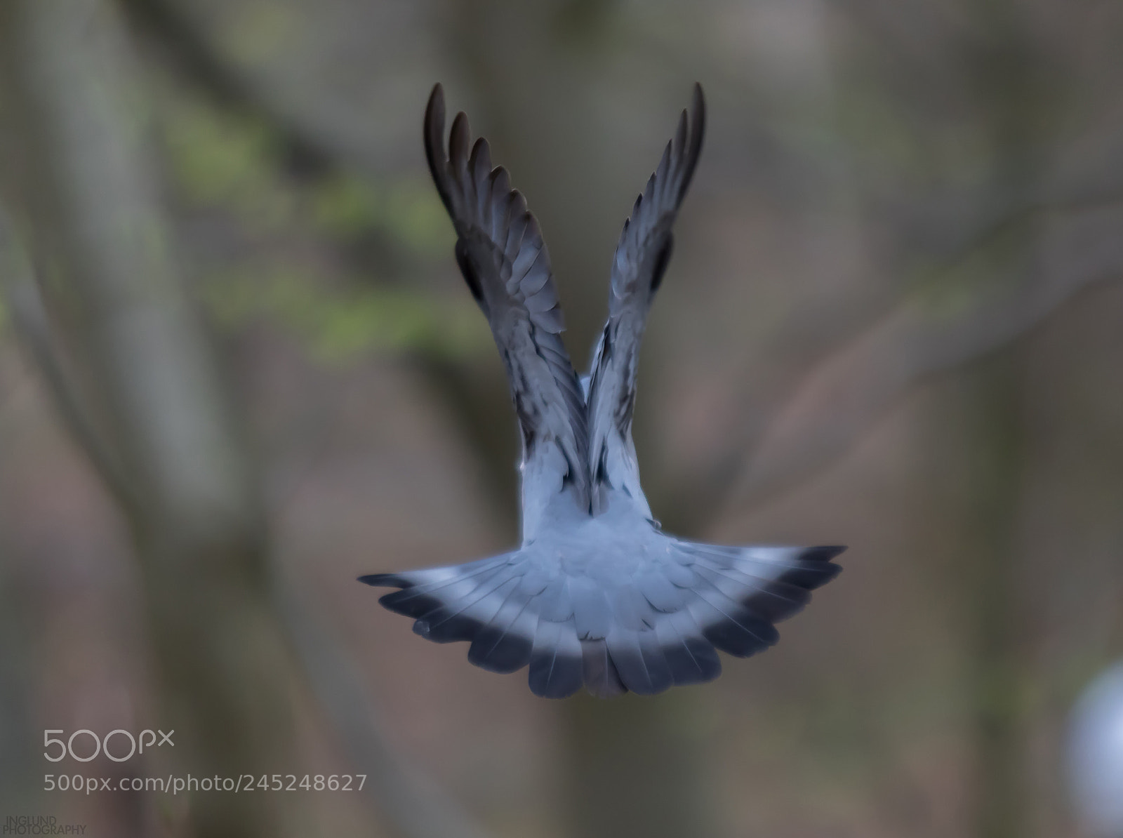 Canon EOS 7D Mark II sample photo. Fly away photography
