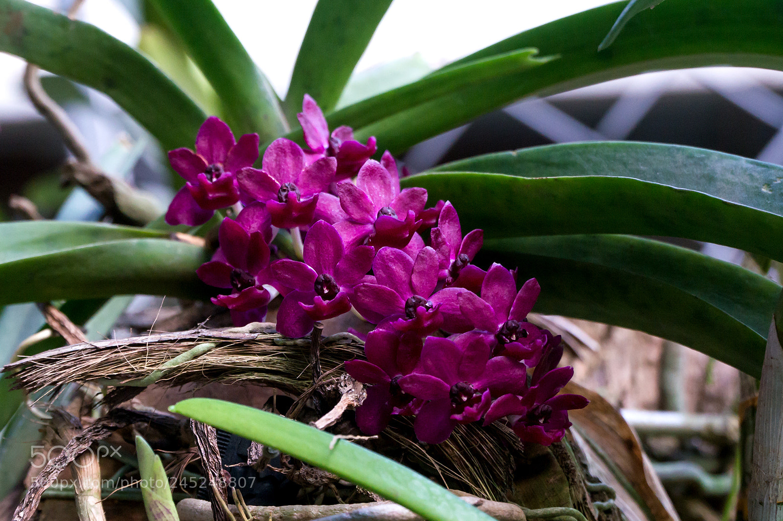 Sony Alpha NEX-6 sample photo. Hoa ngoc diem photography