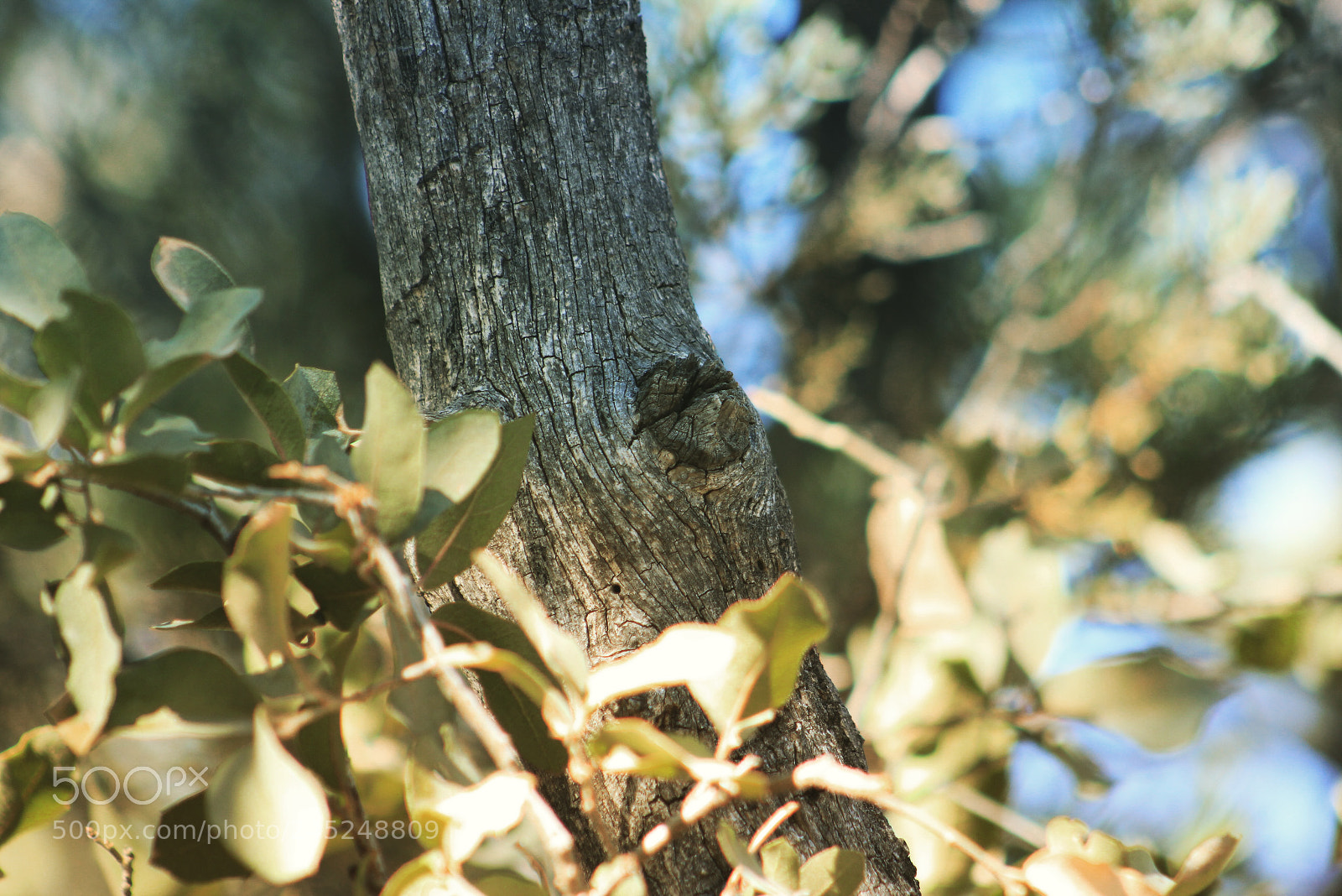 Canon EOS 550D (EOS Rebel T2i / EOS Kiss X4) sample photo. The branch! photography