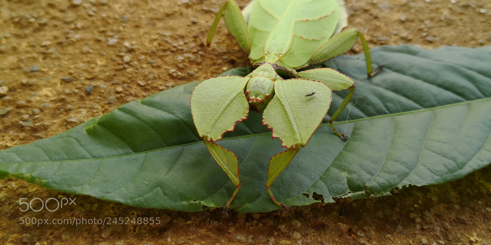 HUAWEI Mate 10 Pro sample photo. Leaf bug photography