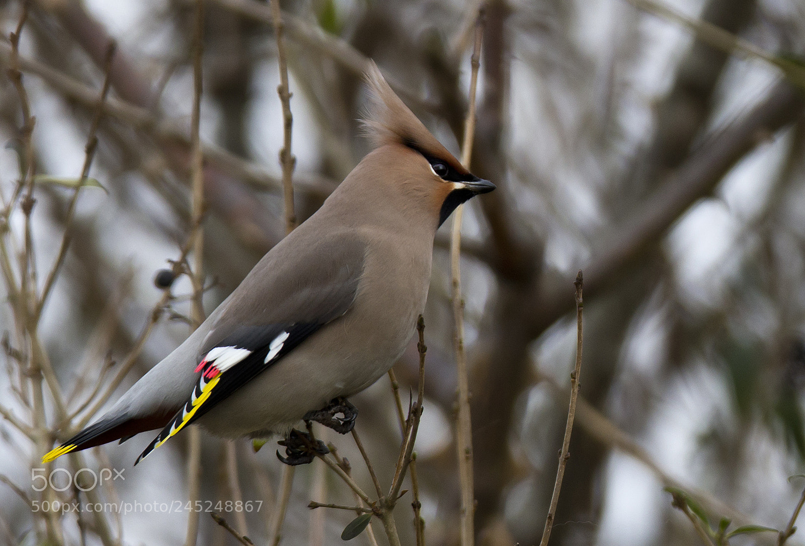 Canon EOS-1D X sample photo. Bohemian waxwing photography