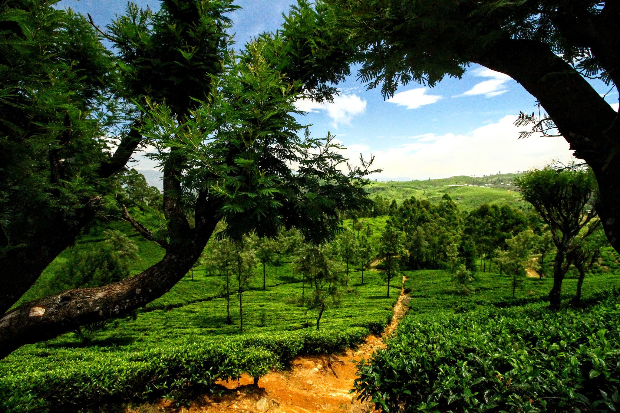 Canon EOS 1100D (EOS Rebel T3 / EOS Kiss X50) sample photo. Lipton tea scapes photography
