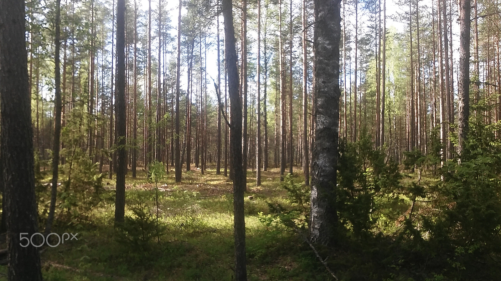 LG LEON 4G LTE sample photo. Viru bog photography