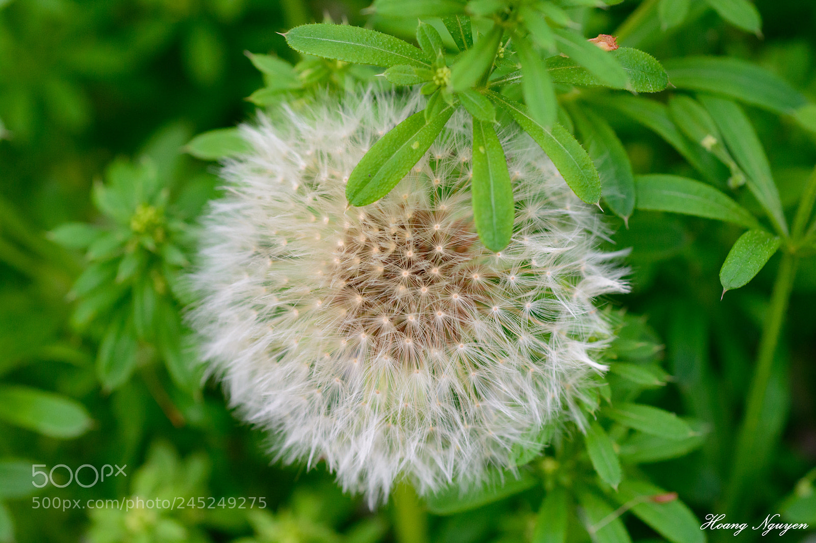 Nikon D7100 sample photo. Dandelion's macro photography