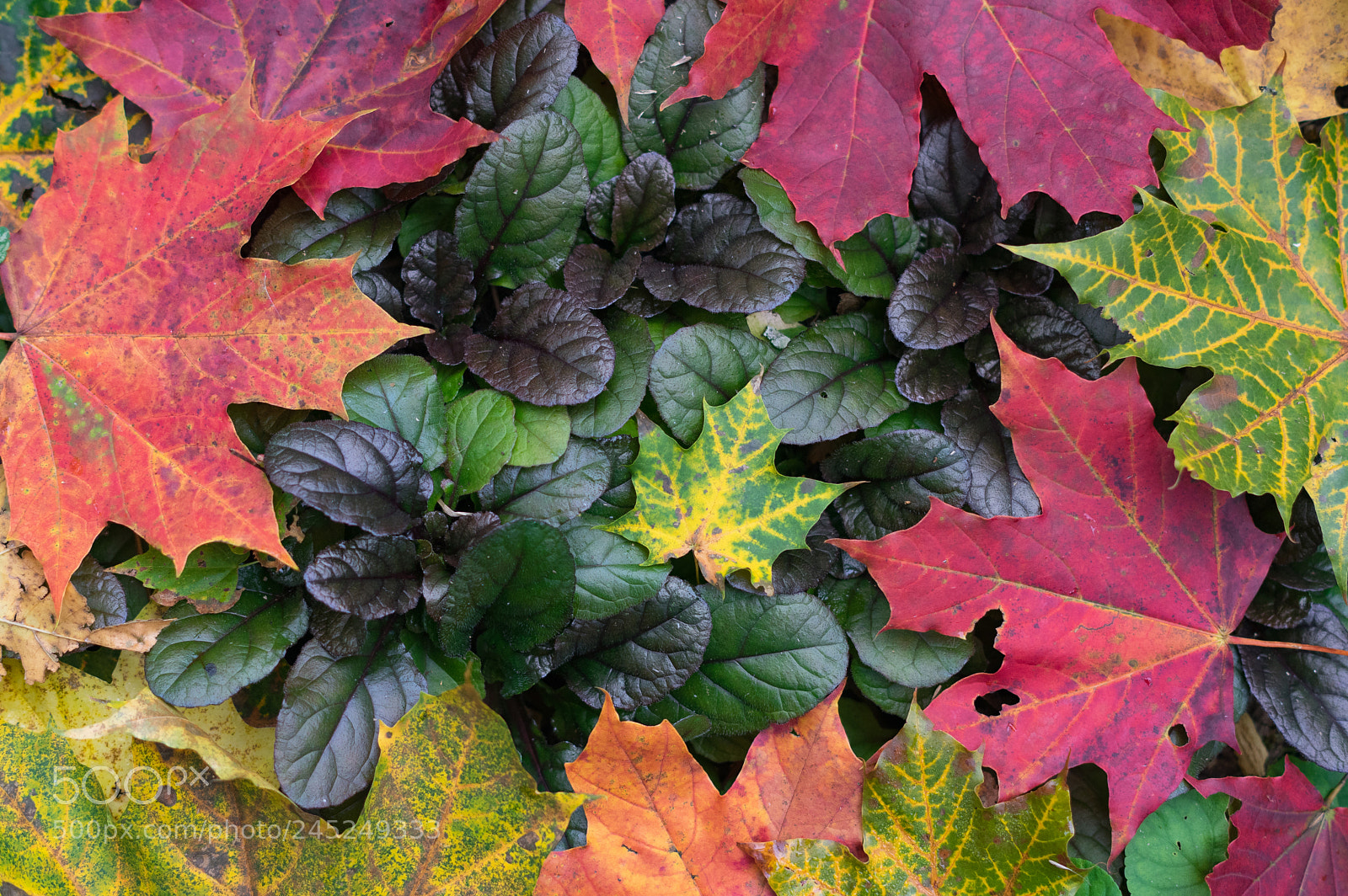 Pentax K-3 sample photo. Autumn colours photography