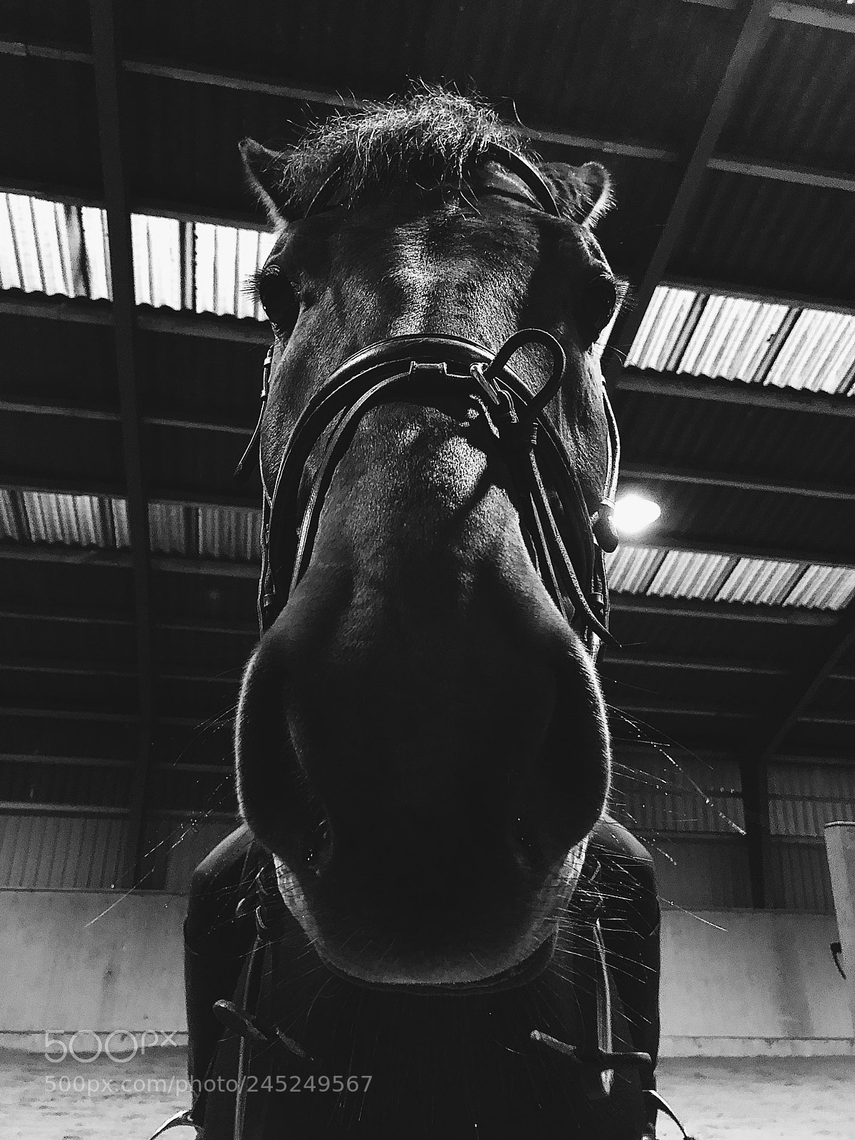 Apple iPhone 8 Plus sample photo. Ludvig in black and photography
