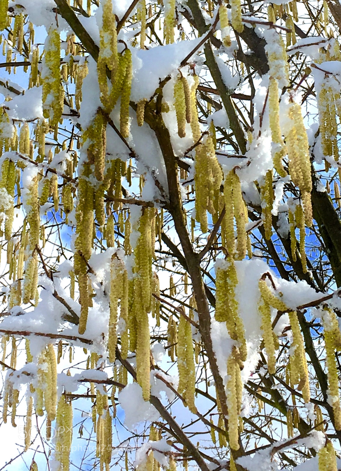 Apple iPhone 6s sample photo. Golden chains - winter photography