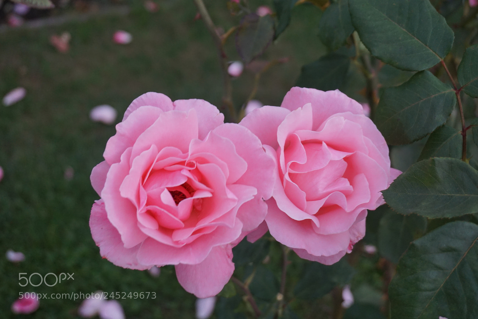 Sony a6000 + Sony E 18-50mm F4-5.6 sample photo. Rose garden in san photography