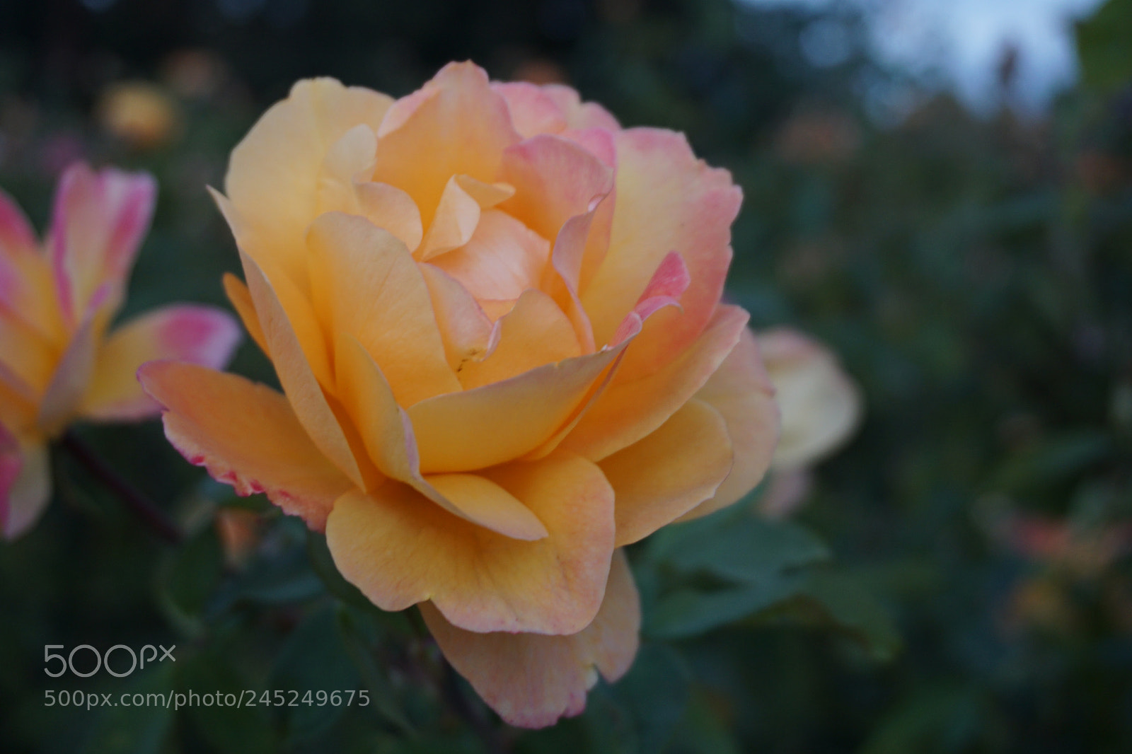 Sony a6000 + Sony E 18-50mm F4-5.6 sample photo. Dsc photography