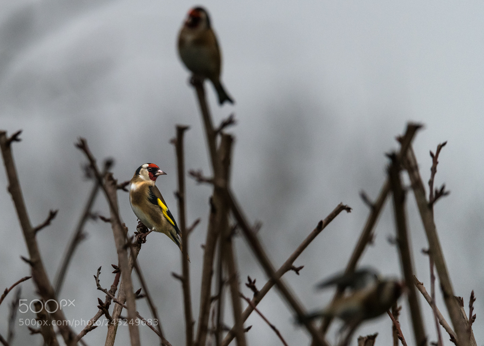 Nikon D850 sample photo. Three's a crowd photography