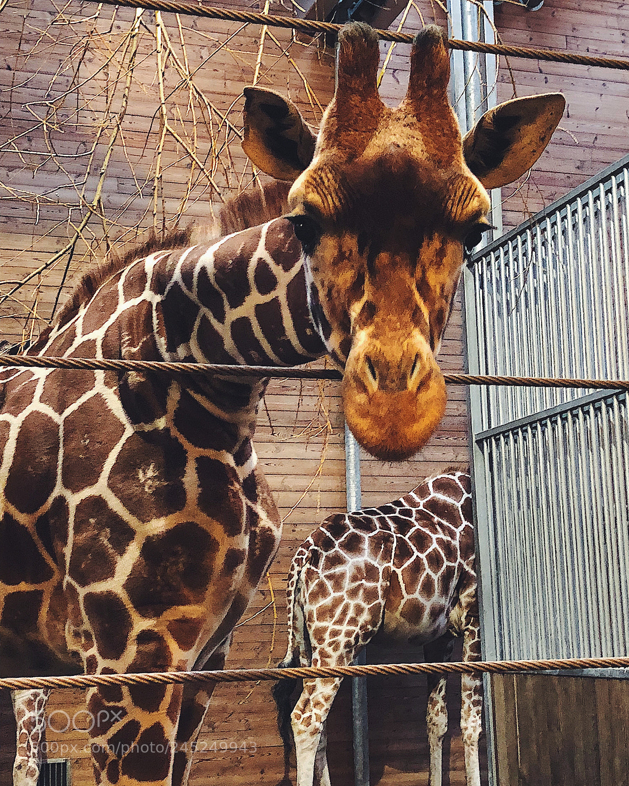 Apple iPhone 8 Plus sample photo. Giraffe photography