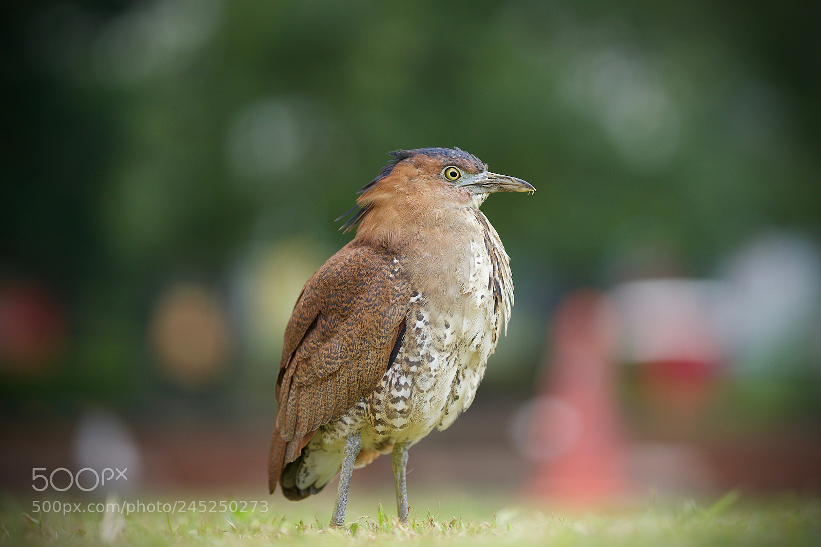 Sony a7 sample photo. Looking for worms photography
