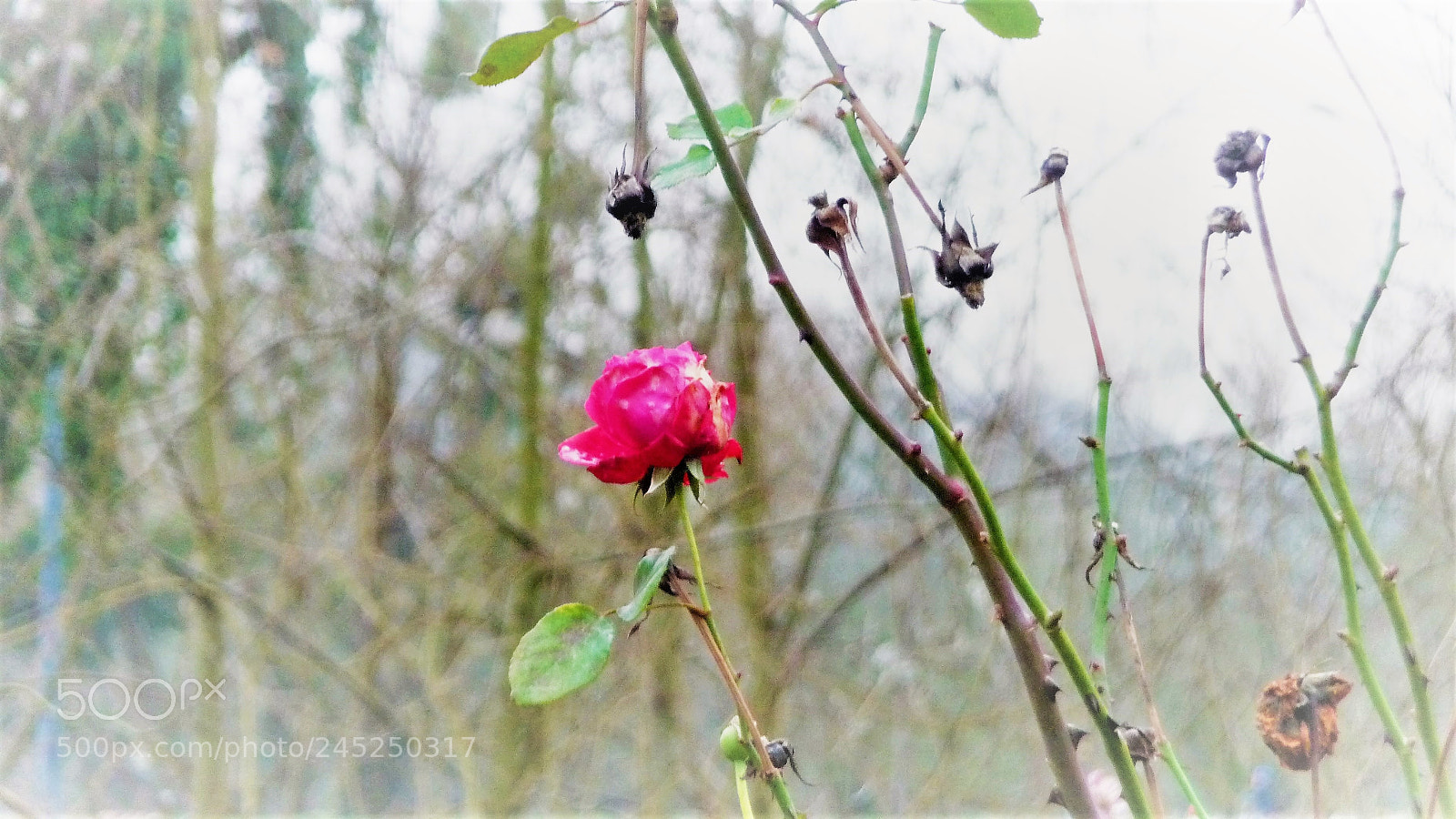 Panasonic Lumix DMC-TZ5 sample photo. Winter rose photography