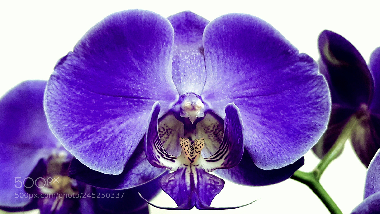 Samsung Galaxy S8+ sample photo. Orchid photography