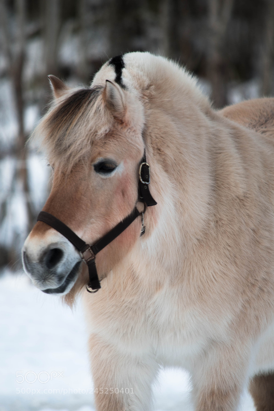 Nikon D7500 sample photo. Winter fjord horse photography