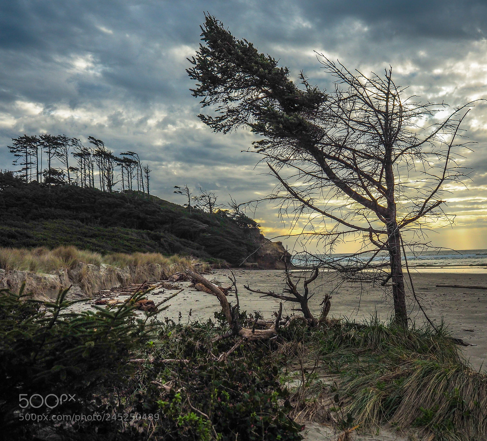 Olympus OM-D E-M5 II sample photo. The lonely tree photography